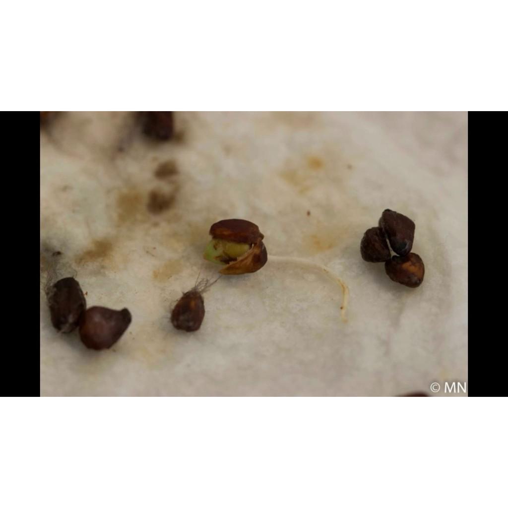 Hạt giống Hoa Hồng nhiều màu mix