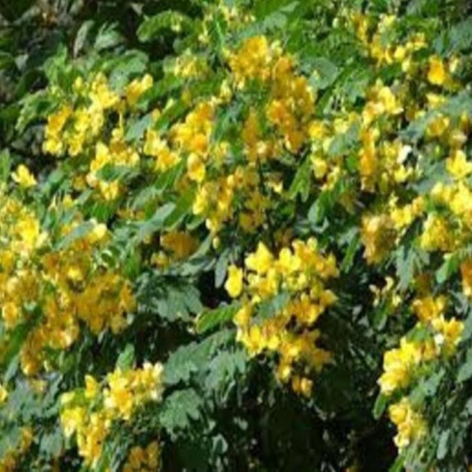 Cây MUỒNG LÁ LẠC , HOA VÀNG SAI HOA, CỰC ĐẸP - HÀNG CÂY GIỐNG