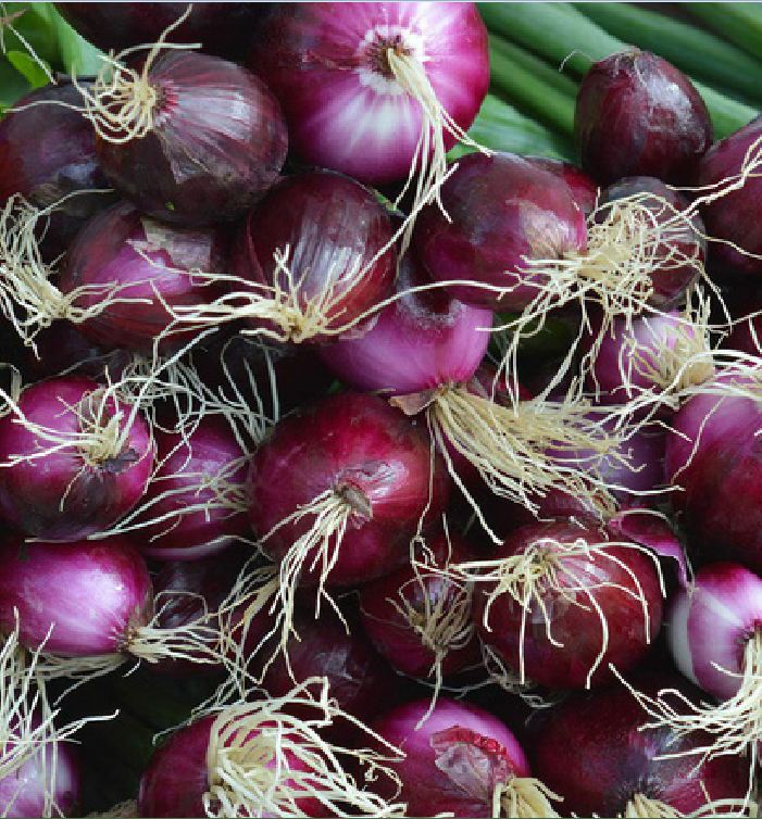 Combo 2 gói Hạt giống hành gốc tím F1 -gói 2gram/tặng kèm gói phân bón lót