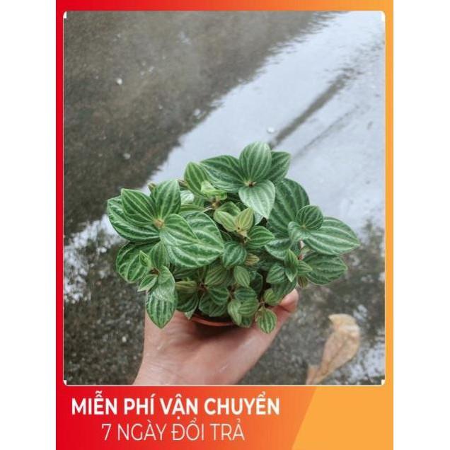 Cây Hột Xoàn