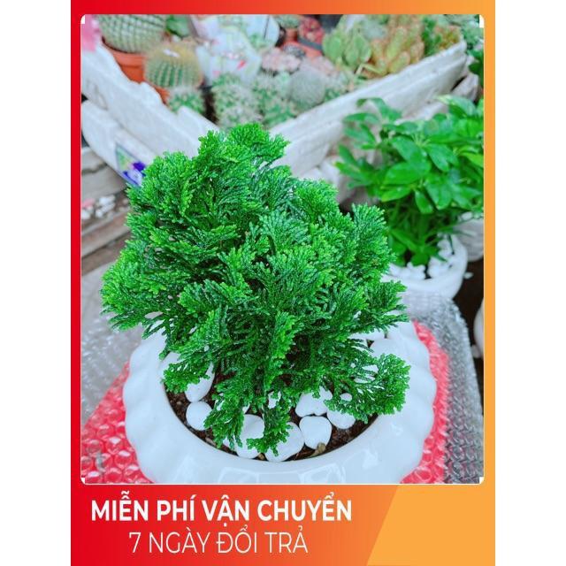 Chậu Tùng Trắc