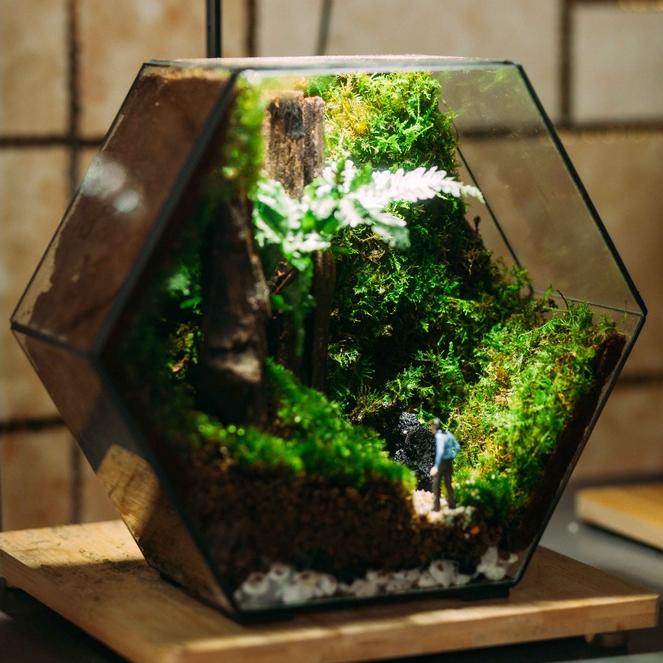 COMBO TỰ SETUP 1 CHIẾC BỂ TERRARIUM PHONG CÁCH FOREST ĐƠN GIẢN