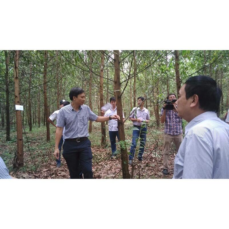 Cây giống Keo Lai