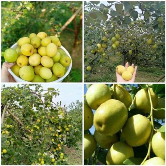 Cây giống Táo Đào Vàng cây giống chuẩn hàng F1 sai quả, năng suất cao