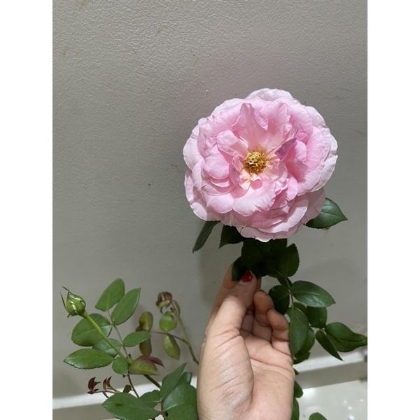 Hoa Hồng ngoại Eckart Witzigmann - bầu cây giống