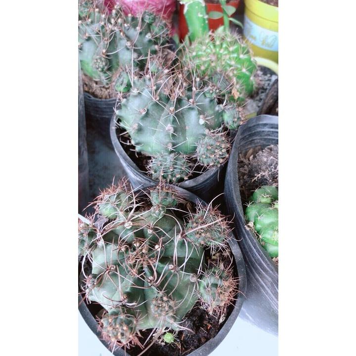 Xương Rồng 70k/chậu