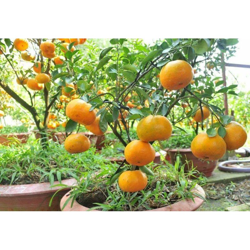 Cây giống quýt đường thái lan