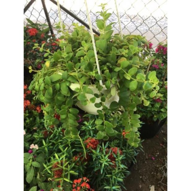 Lan son môi lá nhỏ