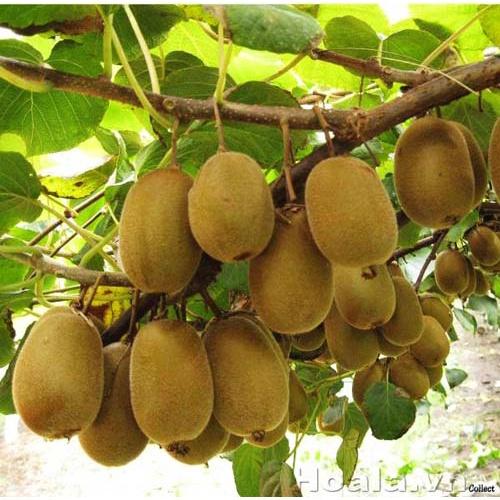Cây giống kiwi xanh leo giàn -cây giống nhập khẩu