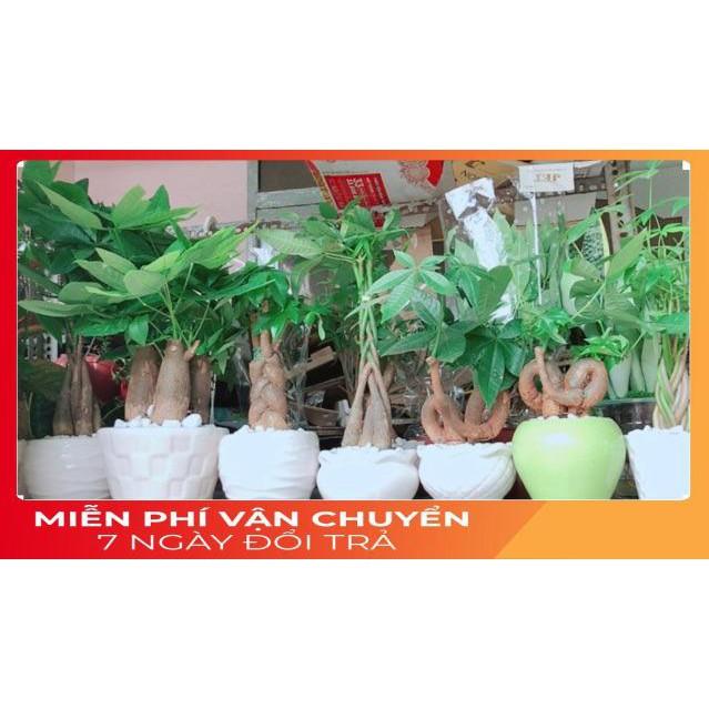 Kim Ngân 3 Thân Kèm Chậu Sứ Tròn