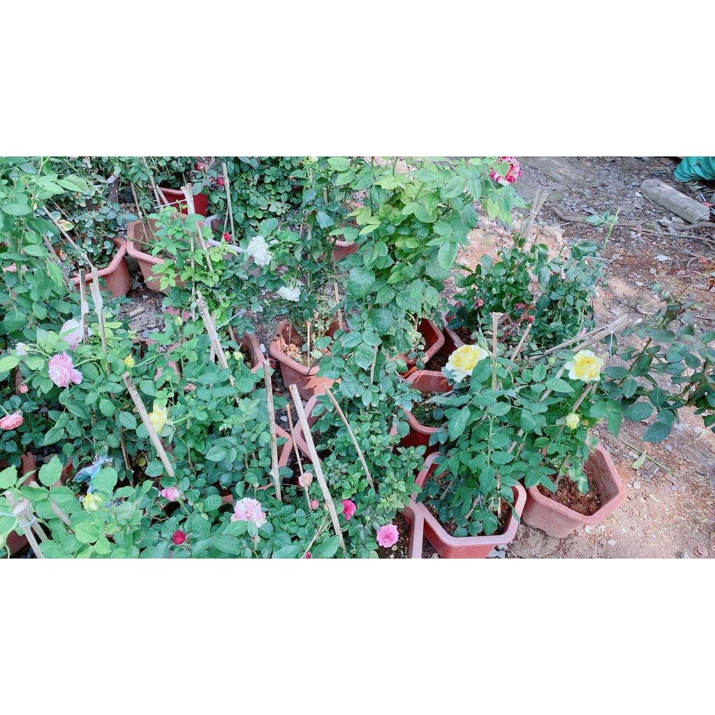 Chậu Hoa Hồng Tezza