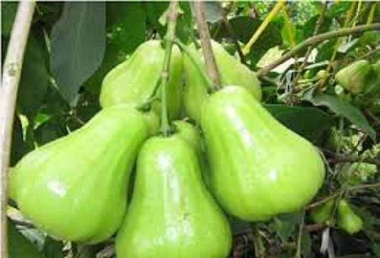 Cây roi quả xanh, giống roi quả xanh, quả đặc cực ngọt