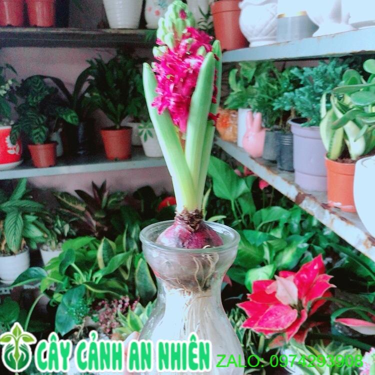 Chậu Cây Củ Ông Tiên