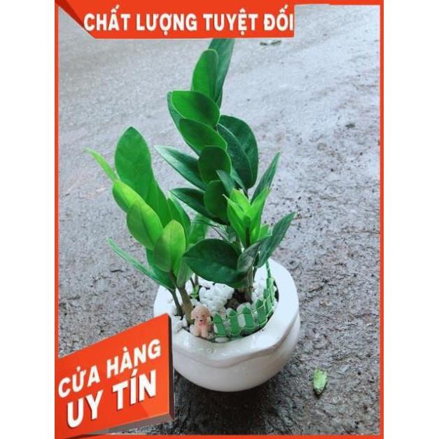 Chậu Kim Tiền Thái