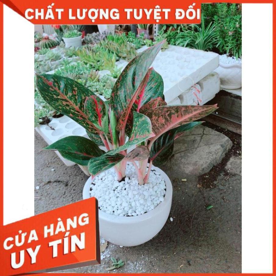 Chậu cây như ý Nhiều Người Mua