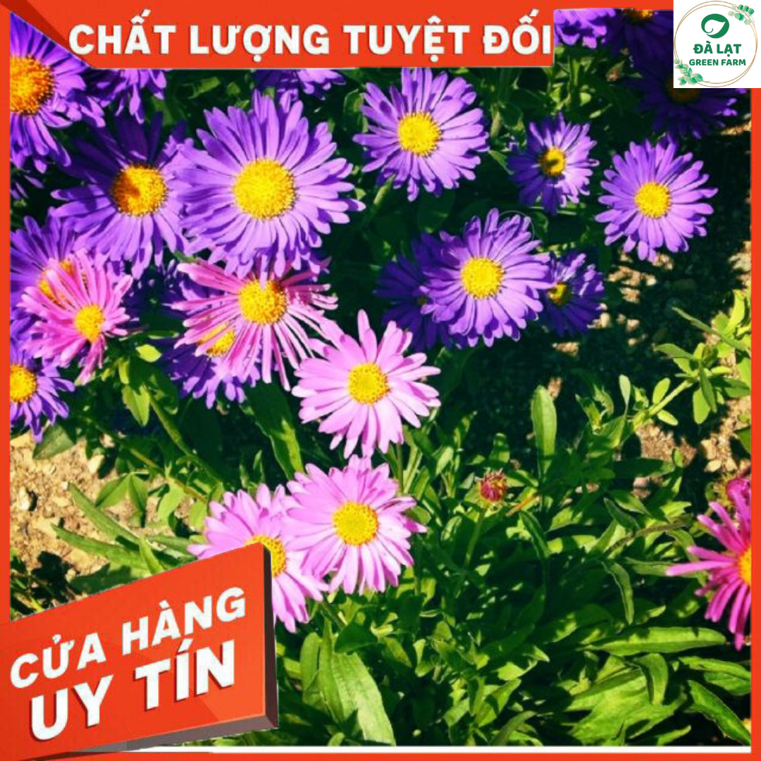 50H - HẠT GIỐNG HOA THẠCH THẢO MIX