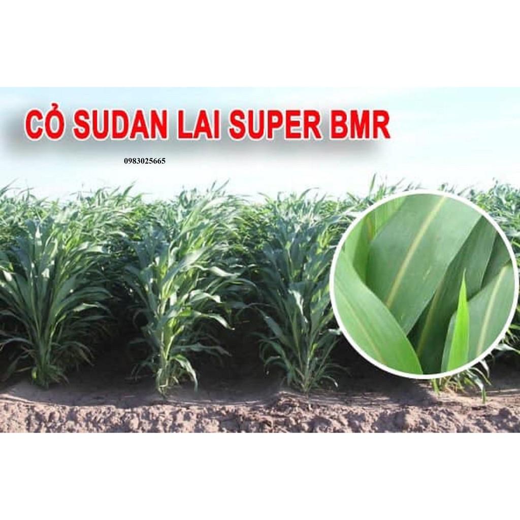 Hạt giống cỏ cao lương SUDAN SUPER BMR 1kg - cỏ chăn nuôi năng suất, dinh dưỡng cao