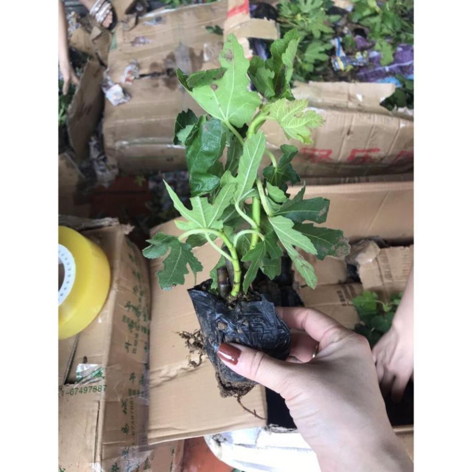 Cây sung Mỹ Camy - Cây ăn quả độc đáo có nhiều giá trị dinh dưỡng