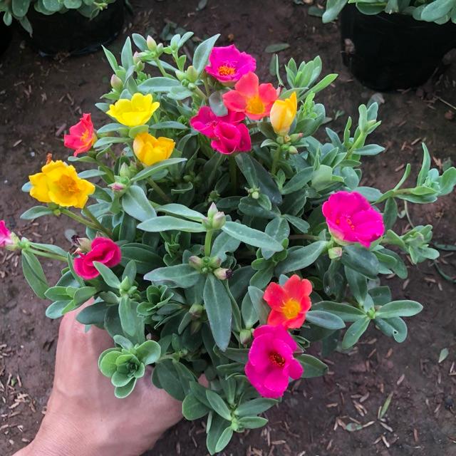 Cây Hoa Sam Thái Mix Ba Màu Trồng Bịch Nhiều Ngọn Xum Xuê Thích Hợp Làm Cây Trang Trí