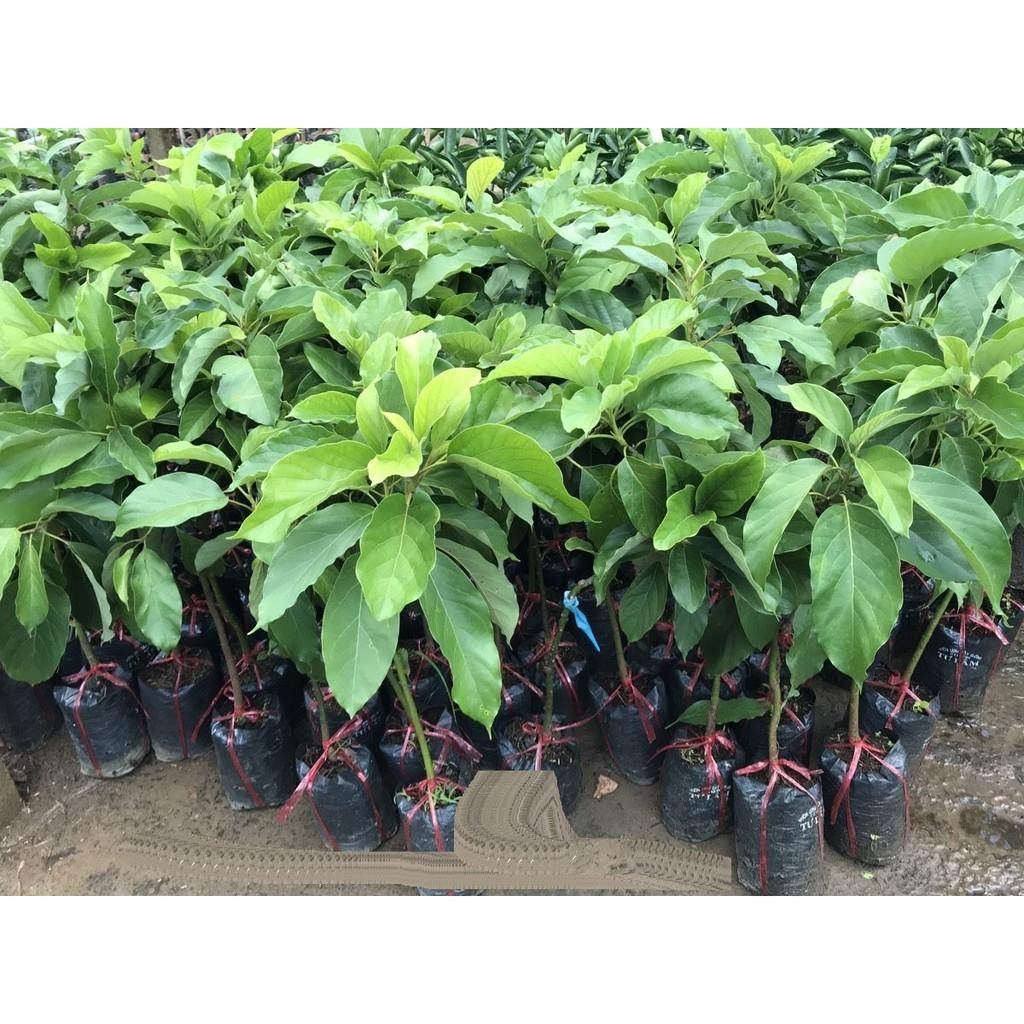 Cây BƠ 034 siêu quả - hàng cây giống CHUẨN F1