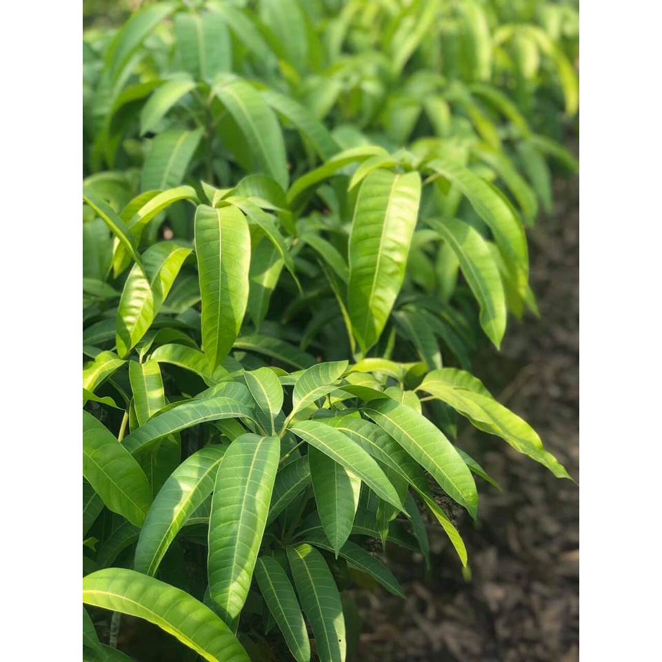 CÂY GIỐNG XOÀI TƯỢNG DA XANH