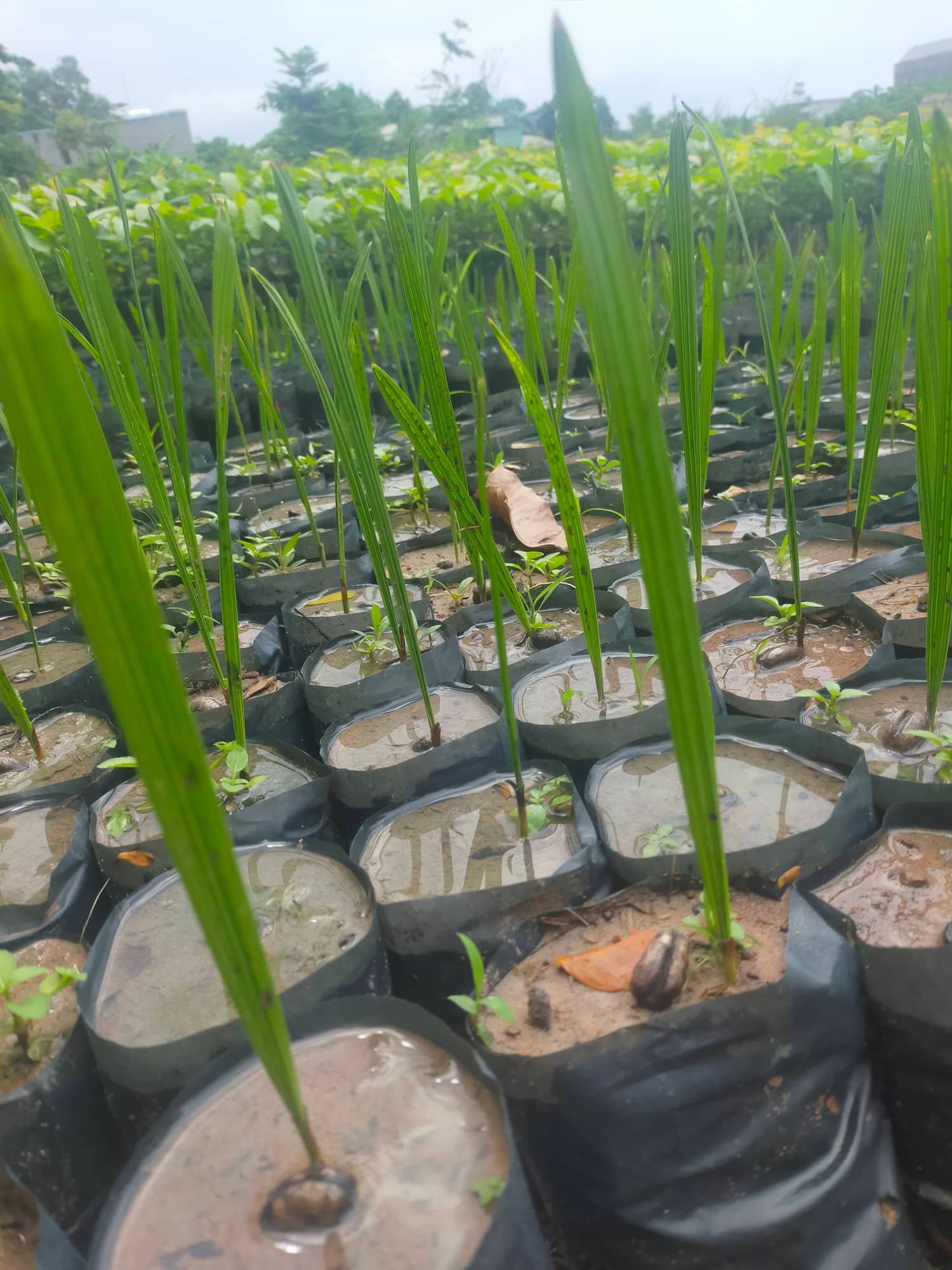 Hạt giống chà là cảnh, chà là công trình - gói 280 hạt