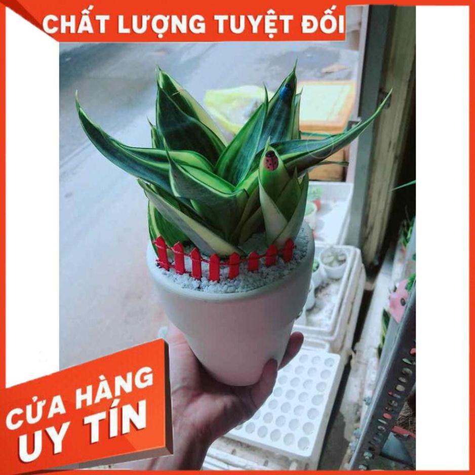 Chậu lưỡi hổ thái Nhiều Người Mua