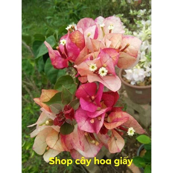 Cây hoa giấy đổi màu( cây to)