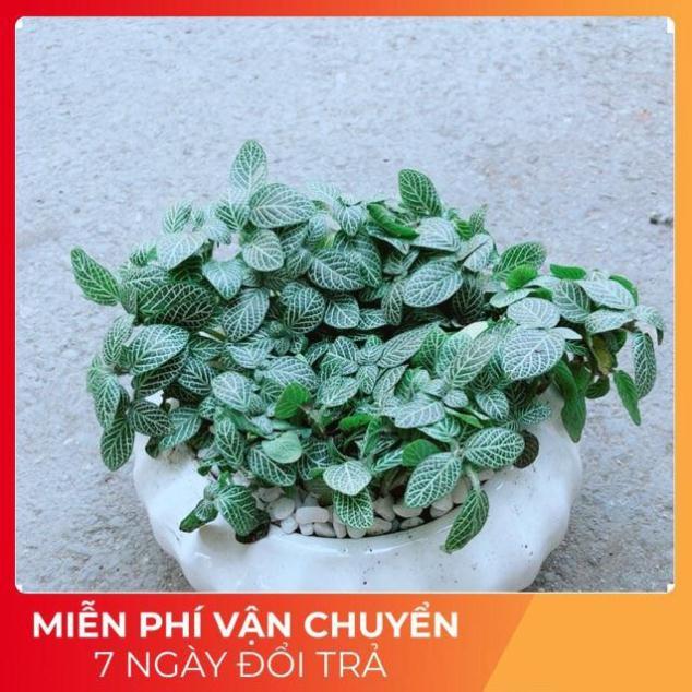 Chậu Cẩm Nhung