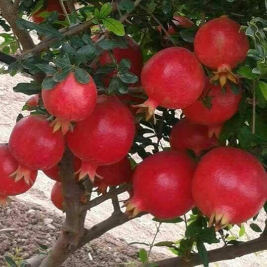 CÂY GIỐNG LỰU ĐỎ PÊ RU .