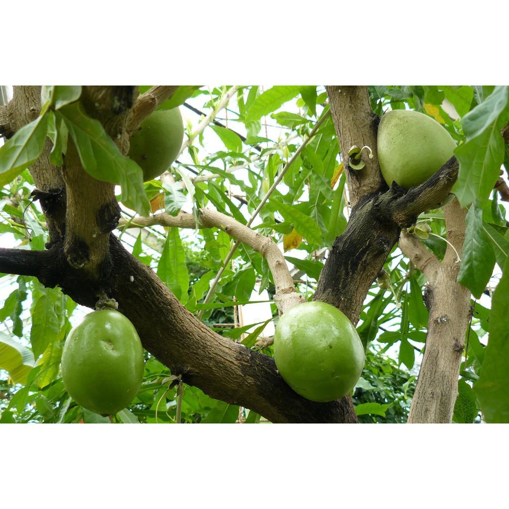 CÂY GIỐNG CÂY ĐÀO TIÊN , CAM KẾT CHUẨN GIỐNG F1