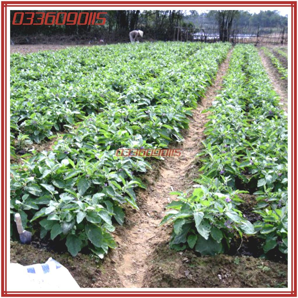 Hạt giống cà pháo xanh cao sản năng suất chất lượng F1 - gói 2g