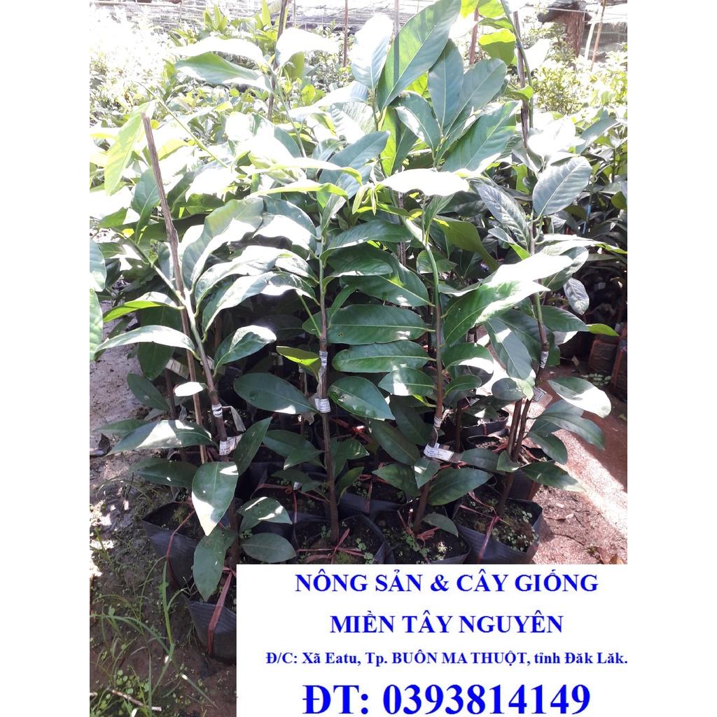 CÂY GIỐNG HỒNG SÔ CÔ LA ()