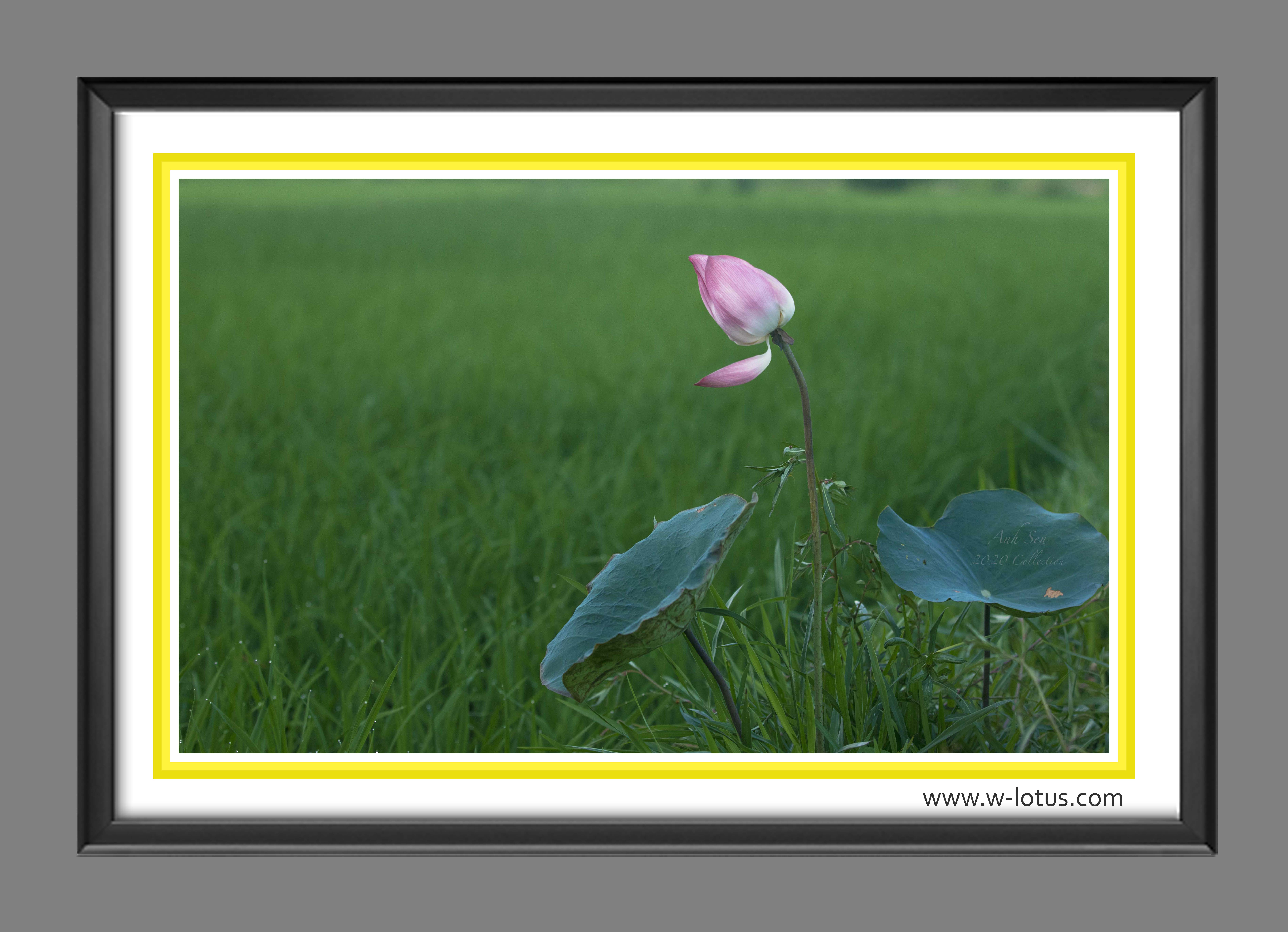 Tranh canvas hoa Sen treo phòng khách ST-00540