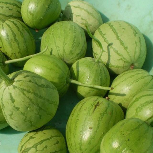Hạt Giống Dưa Hấu Nụ Phú Nông, Dưa Hồng, Dưa Canh