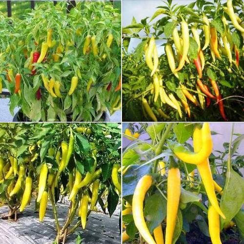 Hạt giống ớt sừng vàng F1 Châu phi - 1 gói 0,1gram