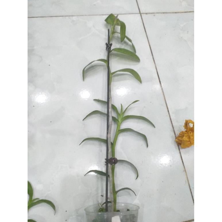 Hoa phong lan - hawai trắng xưa