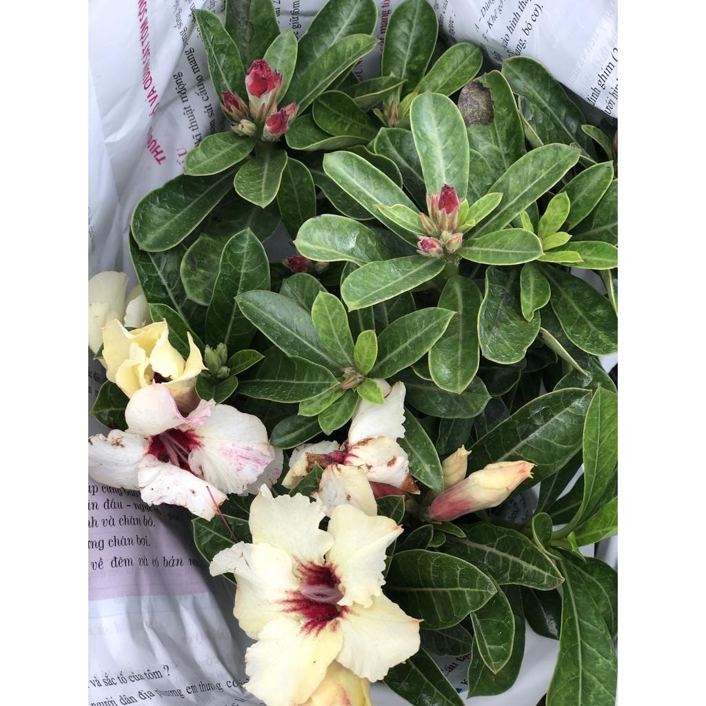 Chậu sứ Thái hoa vàng cánh đơn