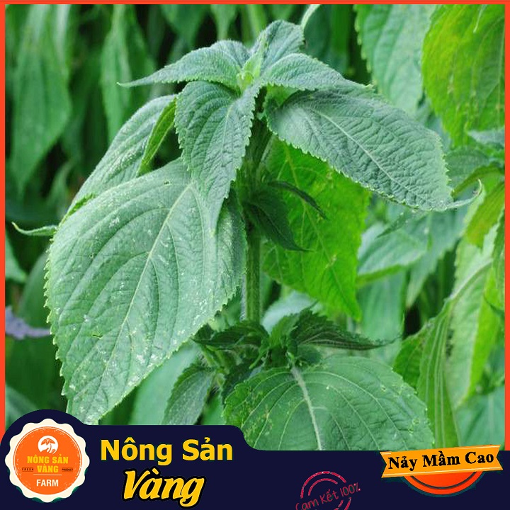 Hạt giống Rau Thơm Mè Hàn Quốc - Nông Sản Vàng