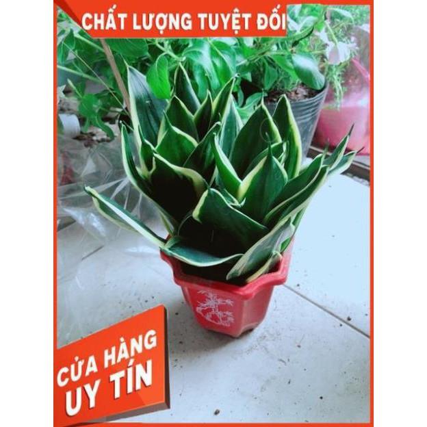 Chậu Lưỡi Hổ Thái Xanh