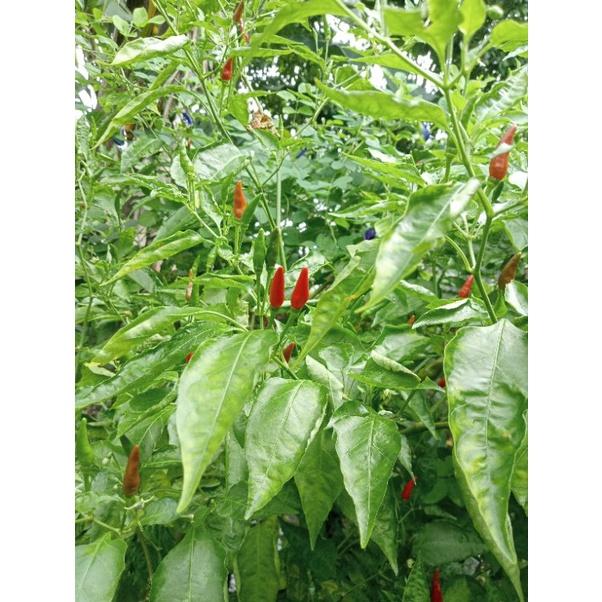 Hạt giống ớt xiêm tỉ lệ nảy mầm>95%