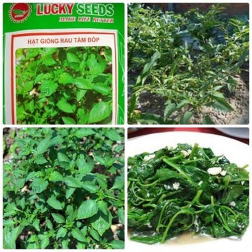 Bầu CÂY RAU TẦM BÓP giống