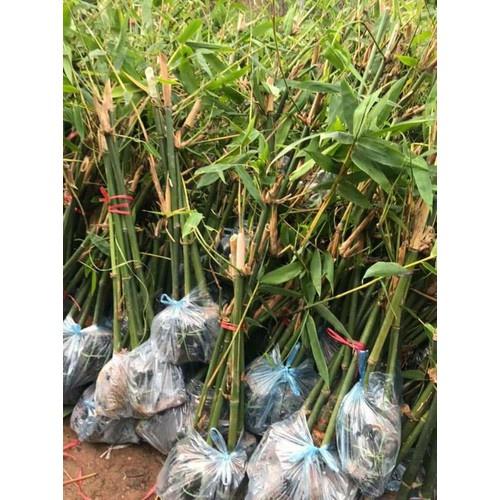 CÂY GIỐNG MĂNG TRE MĂNG BÁT BỘ CÂY GIỐNG