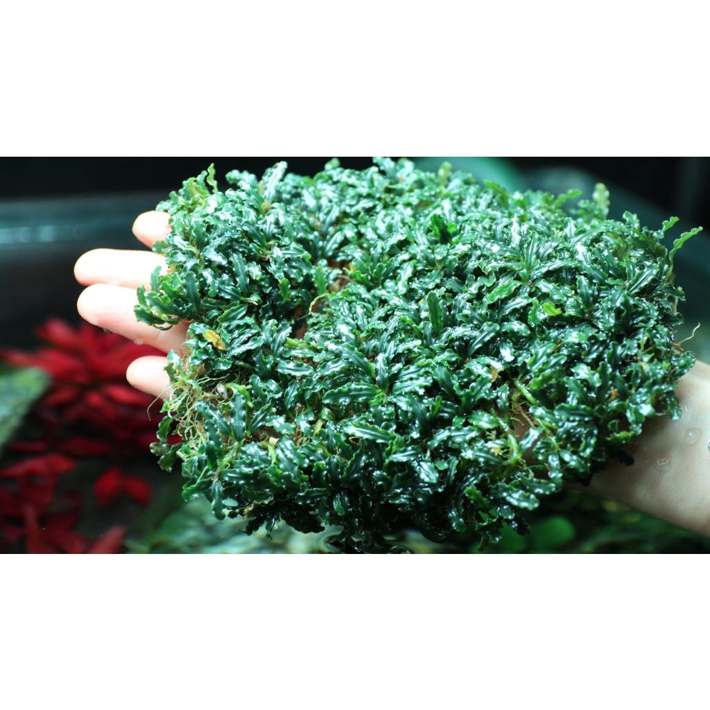 Phân nước Kali+ cho bể thủy sinh