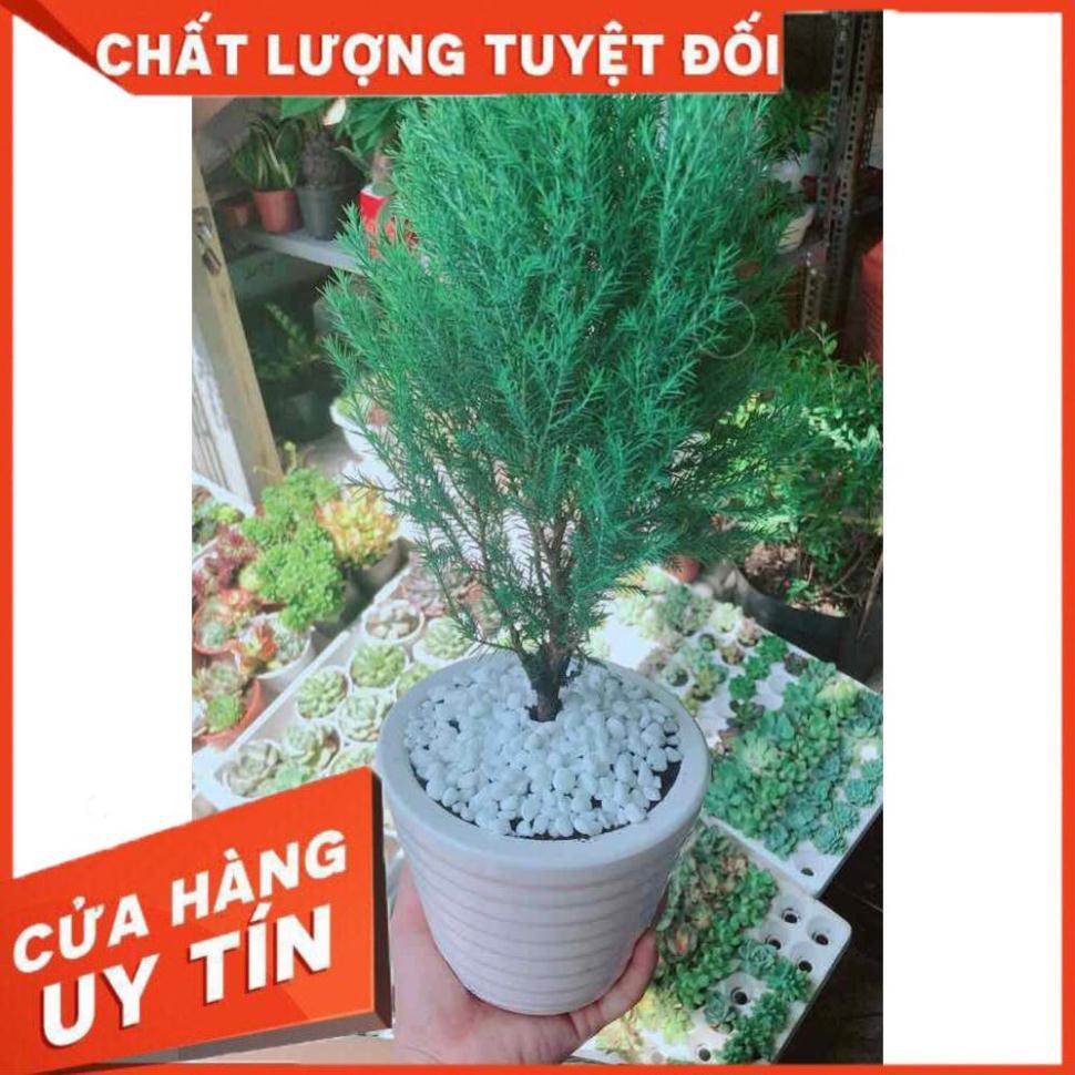 Chậu tùng bồng lai Nhiều Người Mua