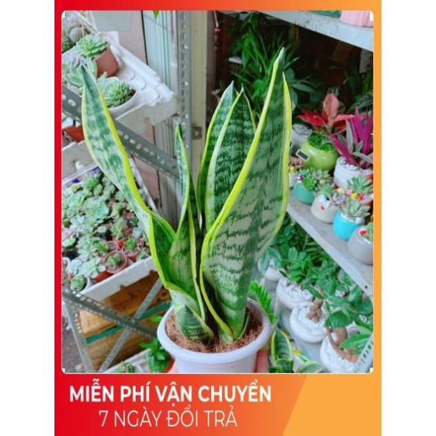 Lưỡi Hổ Cao