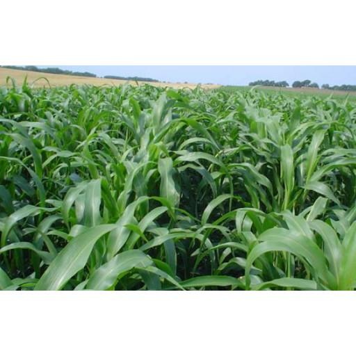 Hạt giống cỏ Sudan Super BMR - Cỏ Ngô
