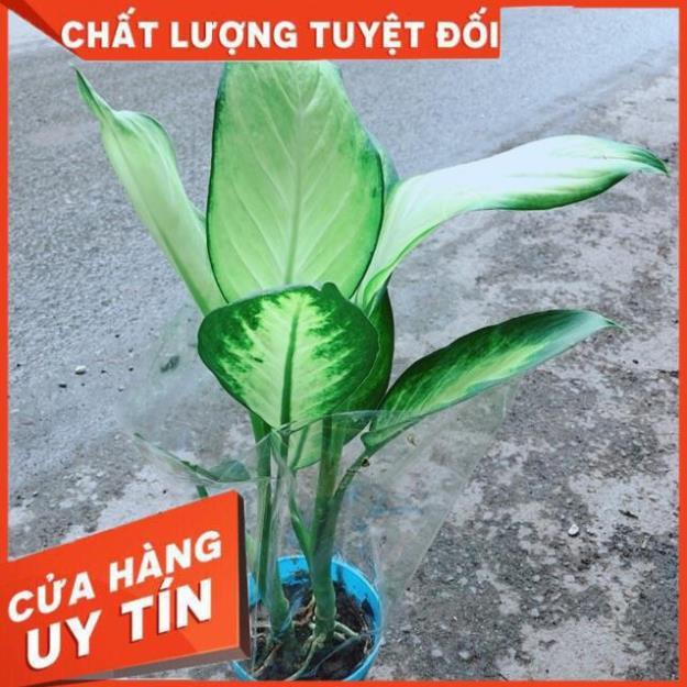 Chậu Vạn Niên Thanh