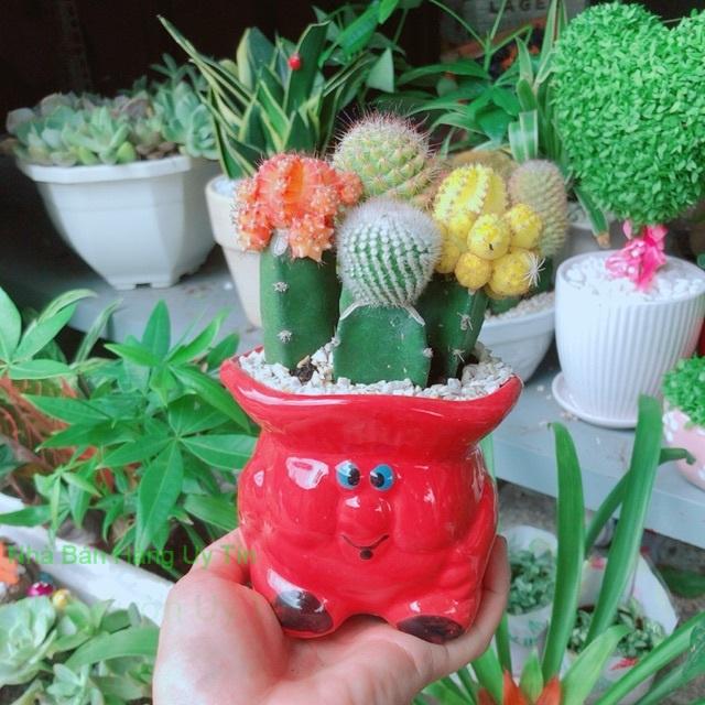 Chậu xương rồng tiểu cảnh