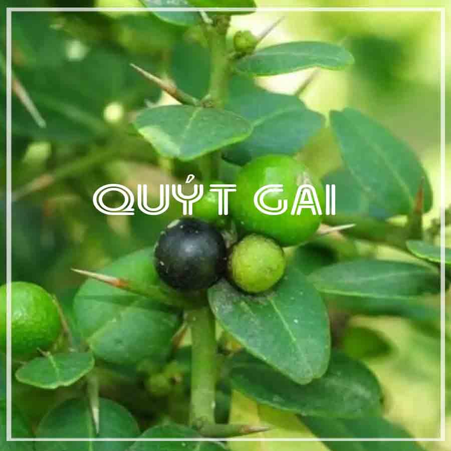 Cây Quýt Gai khô 1kg